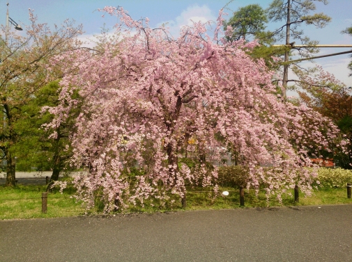 DSC_0730.jpg