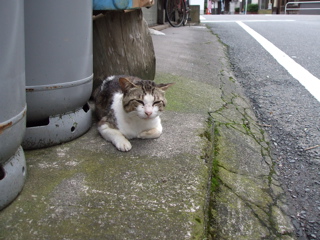 ネコ1