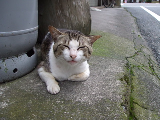 ネコ2
