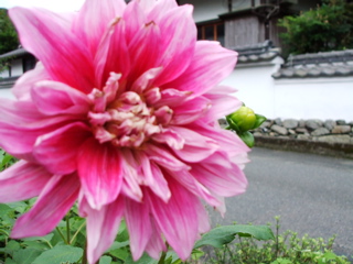 一輪の花