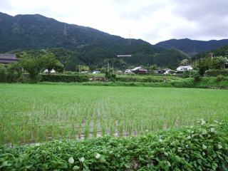 水田
