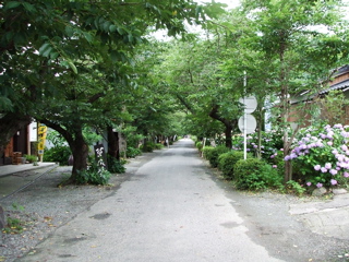 桜の馬場
