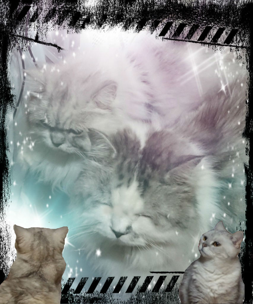 VRNcat
