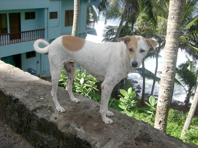 shanti