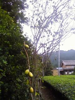 P2009_1001_101330.JPG