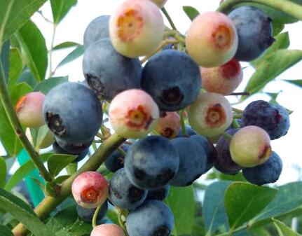 IMG_20140808_061915-1.jpg