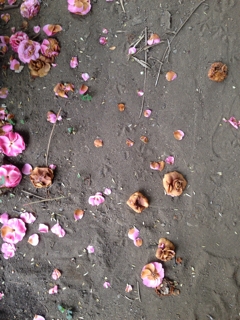 iPhoneImage.png