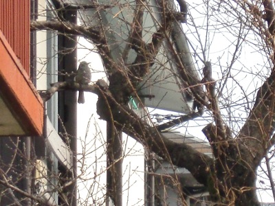 12.01.19鳥01