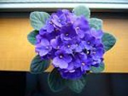 13.12.01花言葉07