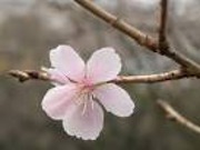 13.12.01花言葉14