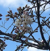 桜