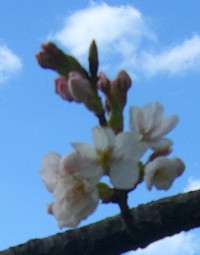 桜