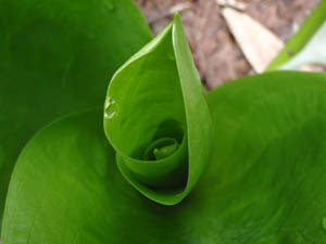drop