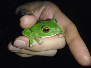 frog