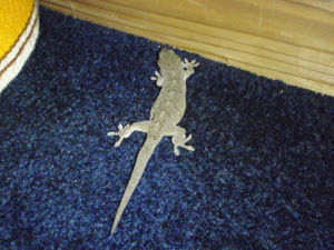 gecko