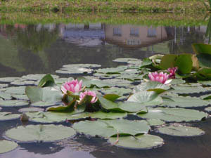 lotus