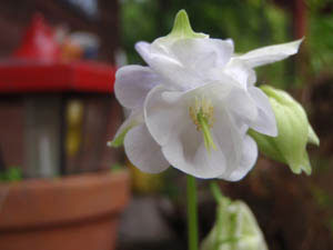 odamaki