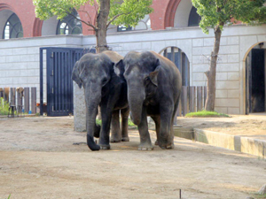 elephants