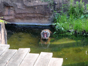 tiger