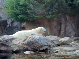 polarbear