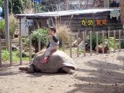 子供がゾウカメに乗ってます