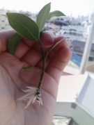 根っこ
