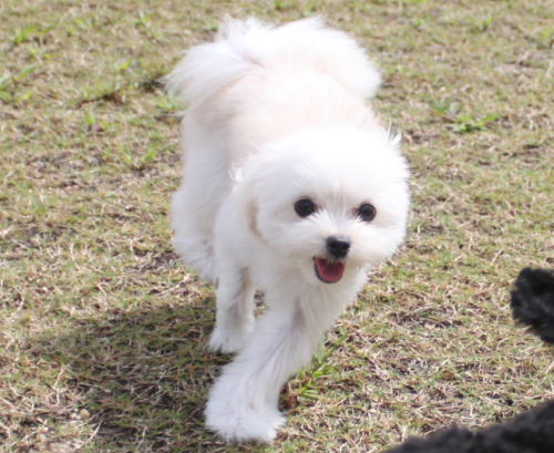 IMG_2421zoom.jpg
