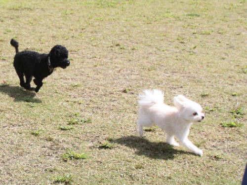 IMG_2441zoom.jpg