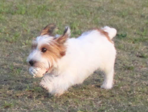 IMG_2530zoom.jpg