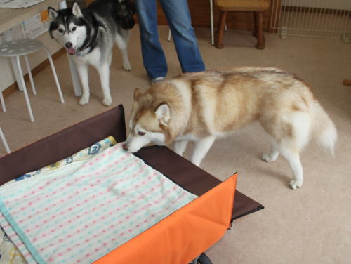 IMG_7518zoom.jpg