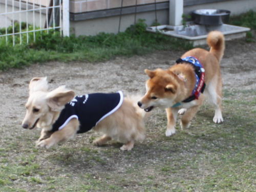 IMG_7551zoom.jpg