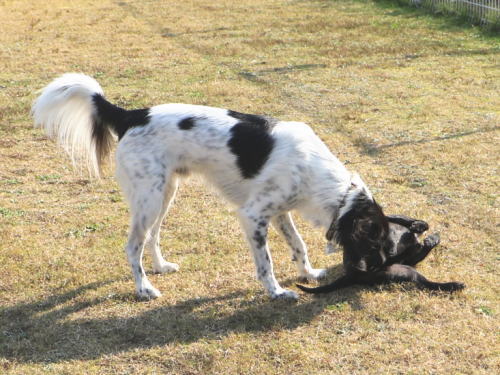 IMG_9503zoom.jpg