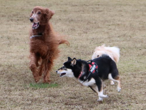 IMG_9565zoom.jpg