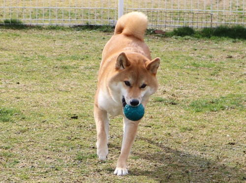 IMG_2366zoom.jpg