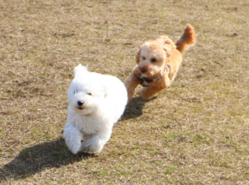 IMG_3536zoom.jpg