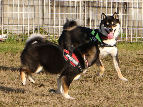 IMG_3564zoom.jpg
