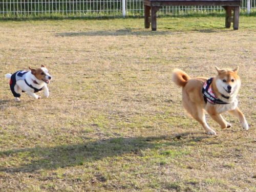 IMG_3572zoom.jpg