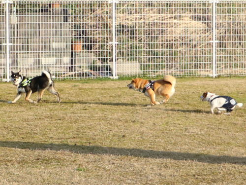 IMG_3573zoom.jpg