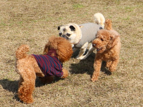 IMG_3515zoom.jpg