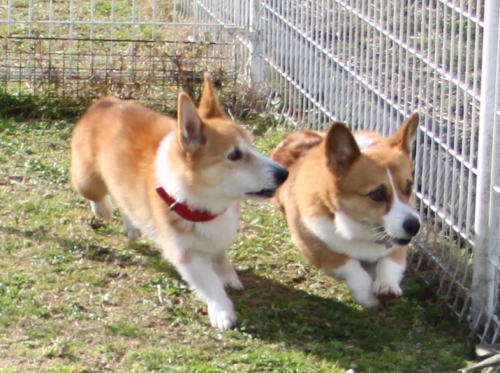 IMG_7960zoom.jpg