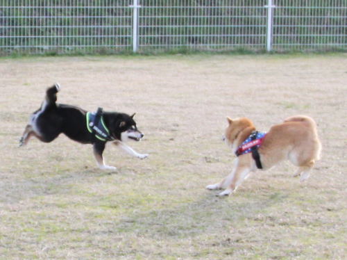 IMG_8031zoom.jpg