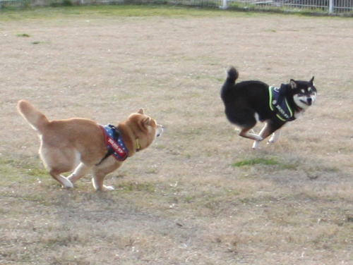 IMG_8033zoom.jpg