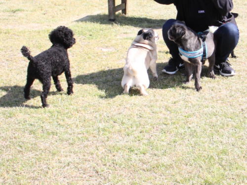 IMG_6819zoom.jpg