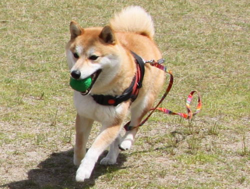 IMG_8015zoom.jpg