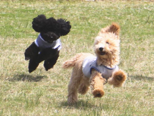 IMG_8023zoom.jpg