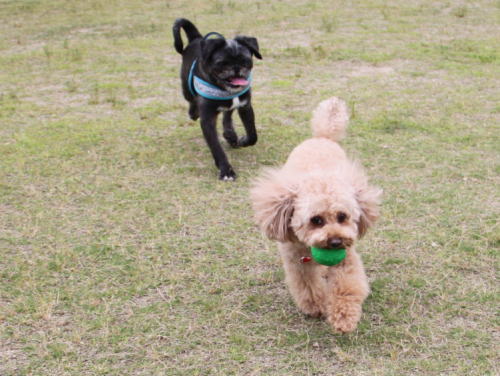 IMG_8135zoom.jpg