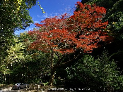 イロハモミジの巨木 北郷町