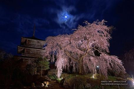 浄専寺のしだれ桜