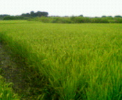 200908231322000.jpg