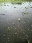 2011060802430000.jpg